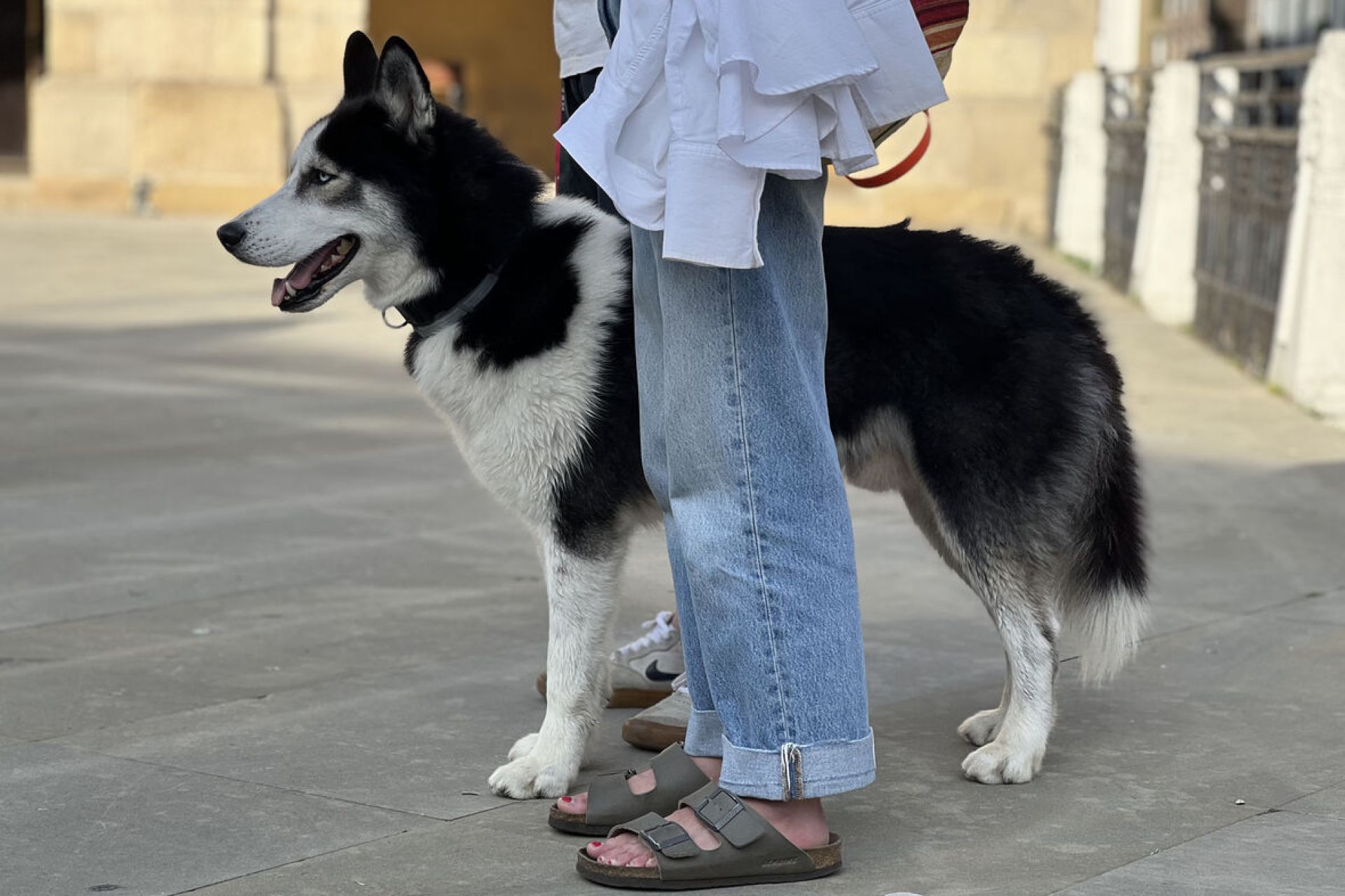 Nuevo curso formativo para propietarios de perro